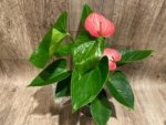 Novelty Anthurium ‘Livium’  (4.5” pot) - Image 11