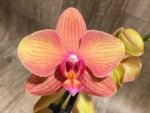 Double Spikes Phalaenopsis Lianher Lucky Cat (4" Pot) - Image 4