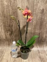 Double Spikes Phalaenopsis Lianher Lucky Cat (4" Pot) - Image 7