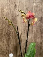 Double Spikes Phalaenopsis Lianher Lucky Cat (4" Pot) - Image 6