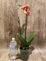 Double Spikes Phalaenopsis Lianher Lucky Cat (4" Pot) - Image 9