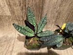 Double Growths Paph. Dele var. Dunkel × sib (3.5” pot) - Image 6