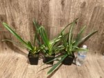 Paph. Hirsutissimum var. Esquirolei (Taiwan × JEM) x Sib Double Growths (3.5” pot) - Image 7