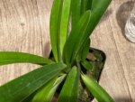 Paph. Hirsutissimum var. Esquirolei (Taiwan × JEM) x Sib  Quadruple Growths (3.5” pot) - Image 7