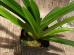 Paph. Hirsutissimum var. Esquirolei (Taiwan × JEM) x Sib  Quadruple Growths (3.5” pot) - Image 6