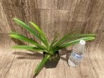 Paph. Hirsutissimum var. Esquirolei (Taiwan × JEM) x Sib  Quadruple Growths (3.5” pot) - Image 9