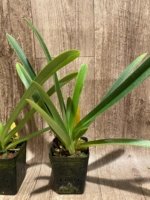 Bud Forming - Paph. Hirsutissimum var. Esquirolei (Taiwan × JEM) x Sib with one new growth (3.5” pot) - Image 9