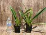 Bud Forming - Paph. Hirsutissimum var. Esquirolei (Taiwan × JEM) x Sib with one new growth (3.5” pot) - Image 7