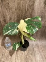 Rare Monstera Half Leave and Stem Variegated (4” pot) - Image 11