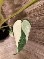 Rare Monstera Half Leave and Stem Variegated (4” pot) - Image 3