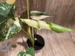 Rare Monstera Half Leave and Stem Variegated (4” pot) - Image 8