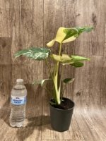 Rare Monstera Half Leave and Stem Variegated (4” pot) - Image 10