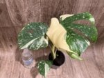 Rare Monstera Half Leave and Stem Variegated (4” pot) - Image 2
