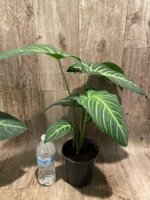 Xanthosoma lindenii (5.5” pot) - Image 5