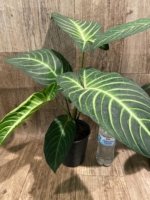 Xanthosoma lindenii (5.5” pot) - Image 8