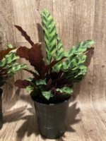 Calathae (5” pot) - Image 3