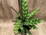 Calathae (5” pot) - Image 2
