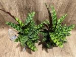 Calathae (5” pot) - Image 4