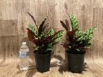 Calathae (5” pot) - Image 6