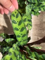 Calathae (5” pot) - Image 11
