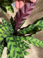 Calathae (5” pot) - Image 10