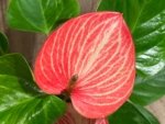 Novelty Anthurium ‘Livium’  (4.5” pot) - Image 2