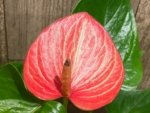 Novelty Anthurium ‘Livium’  (4.5” pot) - Image 3