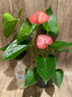Novelty Anthurium ‘Livium’  (4.5” pot) - Image 8