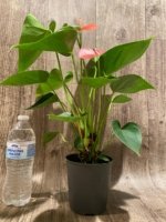Novelty Anthurium ‘Livium’  (4.5” pot) - Image 12