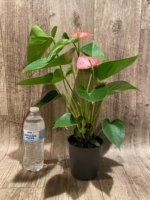 Novelty Anthurium ‘Livium’  (4.5” pot) - Image 6