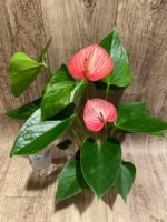Novelty Anthurium ‘Livium’  (4.5” pot) - Image 9