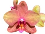 Double Spikes Phalaenopsis Lianher Lucky Cat (4" Pot) - Image 2