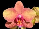 Double Spikes Phalaenopsis Lianher Lucky Cat (4" Pot)