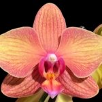 Double Spikes Phalaenopsis Lianher Lucky Cat (4" Pot)