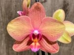 Double Spikes Phalaenopsis Lianher Lucky Cat (4" Pot) - Image 3