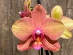 Double Spikes Phalaenopsis Lianher Lucky Cat (4" Pot) - Image 5