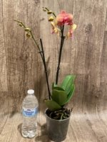 Double Spikes Phalaenopsis Lianher Lucky Cat (4" Pot) - Image 8