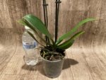 Double Spikes Phalaenopsis Lianher Lucky Cat (4" Pot) - Image 10