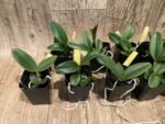 Fragrant Cattleya schilleriana semi-alba 'Queen Emeraldas' AM/AOS (2” Pot) - Image 3