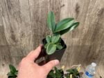 Fragrant Cattleya schilleriana semi-alba 'Queen Emeraldas' AM/AOS (2” Pot) - Image 2
