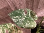 Rare Monstera Deliciosa 'Green Snow' Variegated Exact Plant (6.5” pot) - Image 6