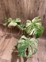 Rare Monstera Deliciosa 'Green Snow' Variegated Exact Plant (6.5” pot) - Image 9