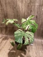 Rare Monstera Deliciosa 'Green Snow' Variegated Exact Plant (6.5” pot) - Image 10