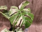 Rare Monstera Deliciosa 'Green Snow' Variegated Exact Plant (6.5” pot) - Image 8