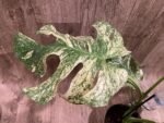 Rare Monstera Deliciosa 'Green Snow' Variegated Exact Plant (6.5” pot) - Image 4