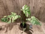 Rare Monstera Deliciosa 'Green Snow' Variegated Exact Plant (6.5” pot) - Image 11