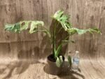Rare Monstera Deliciosa 'Green Snow' Variegated Exact Plant (6.5” pot) - Image 12