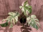 Rare Monstera Deliciosa 'Green Snow' Variegated Exact Plant (6.5” pot) - Image 3