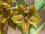 In Bloom Cycnoches Jean E. Monnier 'Dark Spots' × Cyc. Brown's Choice 'Spotted Swan' (2” pot)