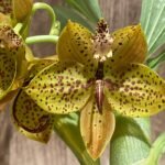 In Bloom Cycnoches Jean E. Monnier 'Dark Spots' × Cyc. Brown's Choice 'Spotted Swan' (2” pot)